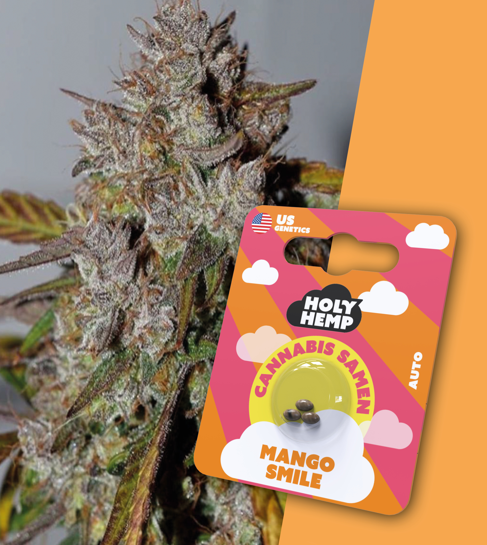 Holy Hemp Cannabis Samen Auto-Flowering - Mango Smile