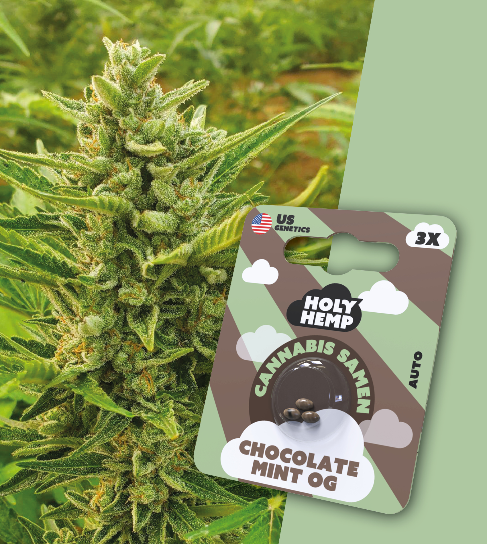 Holy Hemp Cannabis Samen Auto-Flowering - Chocolate Mint OG