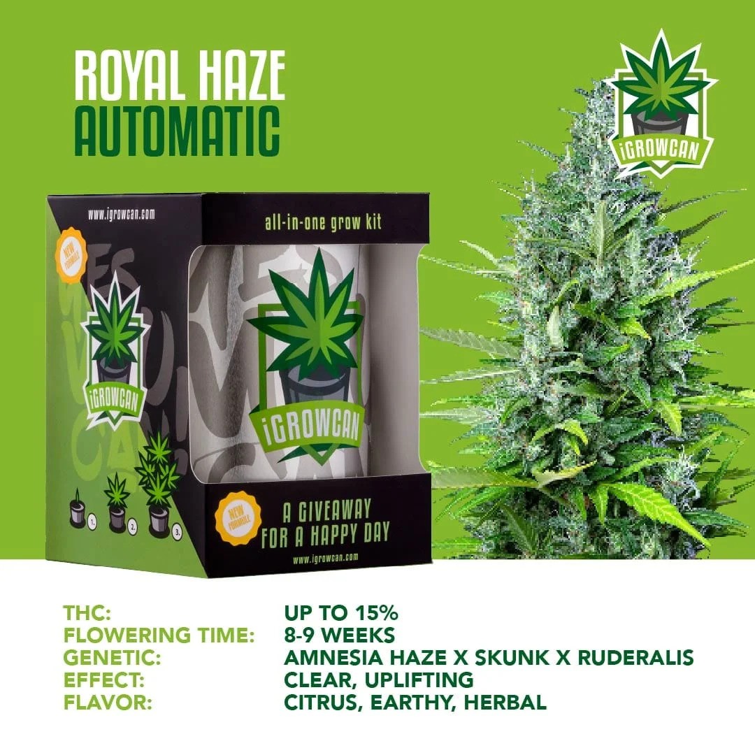 iGrowCan Automatic - Royal Haze