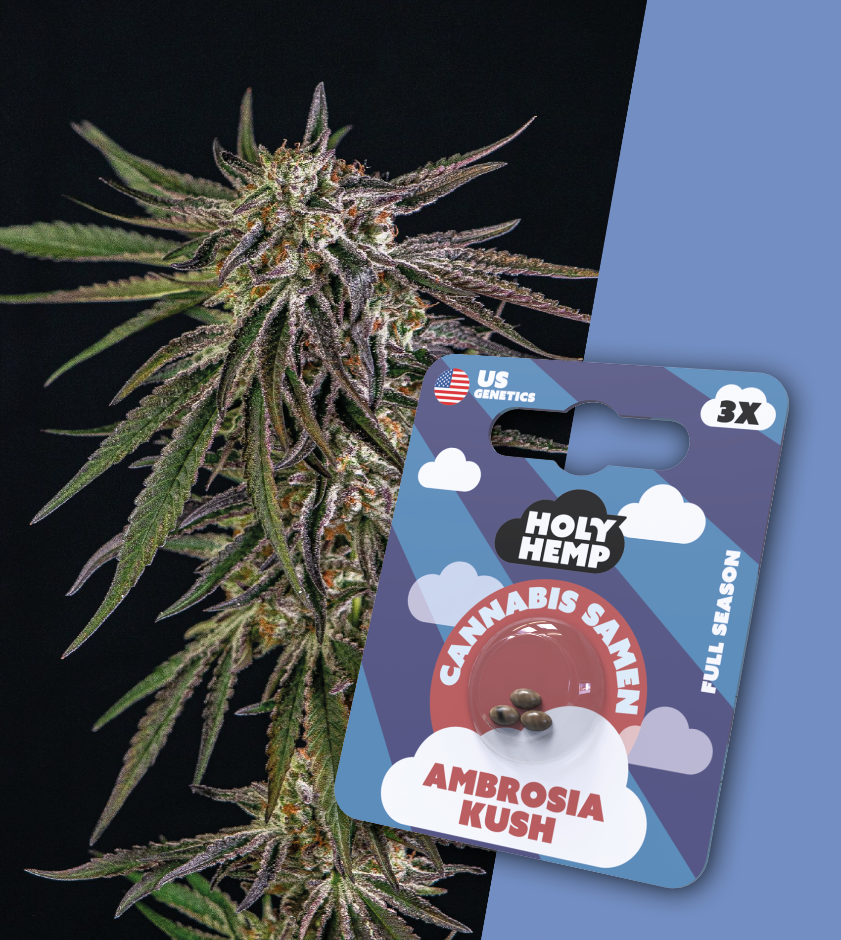 Holy Hemp  Cannabis Samen Full Season - Ambrosia Kush